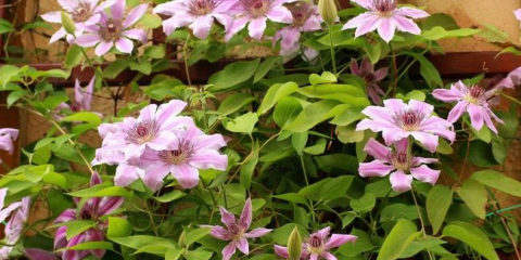 Slezerman pro clematis: jak to udělat sami